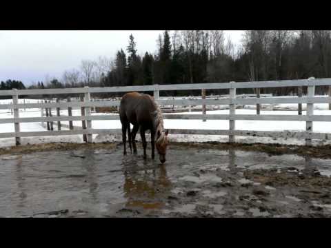 Abby qui se roule direct dans l'eau ahahah p'tite maudite !