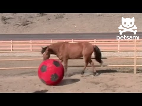 'Vous je sais pas, mais moi, je pense qu'on devrais inventé le Horse Soccer Ball XD
