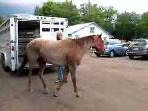 Ma pouliche lors de son arrivée! faut pas lui regarder la face, elle a bcp trop l'aire inquiète