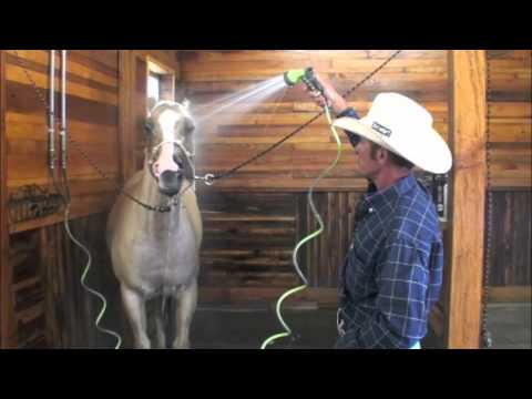 Apprendre a un cheval a aimer se faire doucher la tete. Utile pour cet été :)