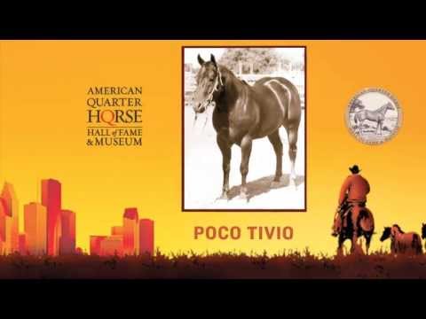 AQHA PORTRAIT: Poco Tivio