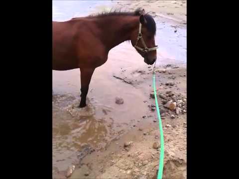 Ma pouliche qui s'amuse dans l'eau ;P