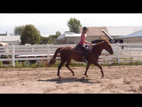 Une séquence au trot enlevé. En cercle, elle est un peu moins rapide.. Même monte que mes 2 précédents vidéos.