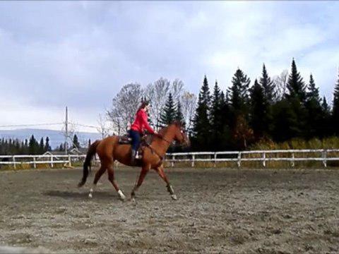 Je sais que ça peut parraître vraiment banal pour plusieurs de voir ce vidéo de ma jument au trot durant un...