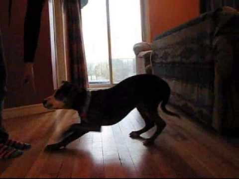 Xena Pittbull de 7 mois - Tricks