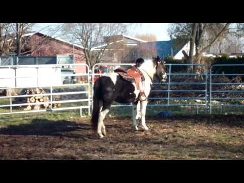 Pré-débourrage de ma pouliche (7e petite séance de monte)