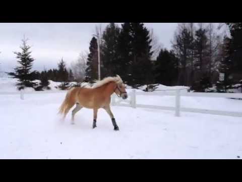 Heaven se dégourdit :) J'ai bien hâte de le débourrer, son galop a l'air confo ! :D