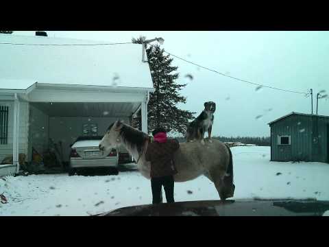 Troisième fois que je travaimon chien et mon cheval ensemble et première fois que je fait avancer ma jument .Rien de...