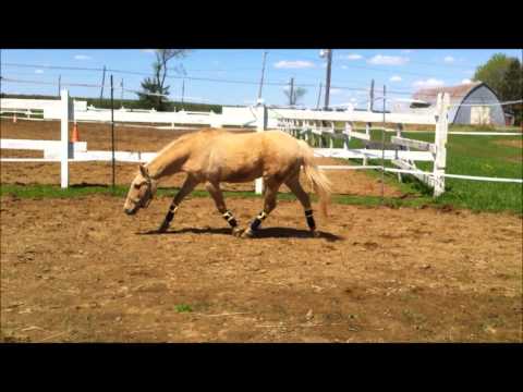 Certains l'ont montée ou l'ont connue sur les terrains de concours... Voici Blondine, la ponette! Maintenant âgée de 28...