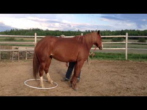 Travail de désensibilisation avec ma paint horse: première rencontre avec un cerceau