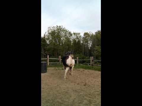 Nouveau Tour ! Première entrainement . Travail au sol avec Zephyr et Magic .