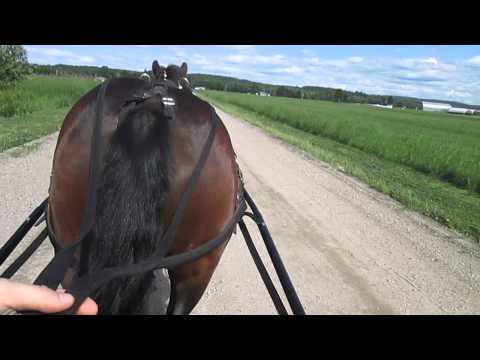 Fidelle en attelage et Turbo qui nous suit en laisse !