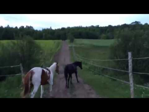Henri et Ringo ont perdu leur chemin!