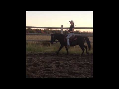 Mon petit cheval et moi, manoeuvres western en souvenir du bon vieux temps