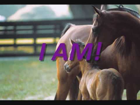 I am-horse