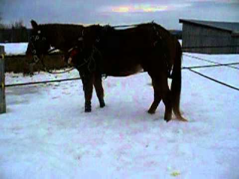 Ça c'est un bon cheval!