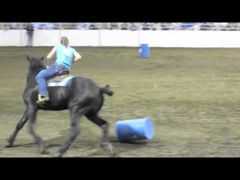 Cheval de trait barrel racing