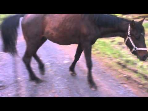wobbler autre video