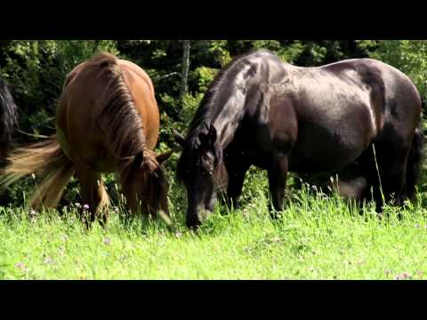 Vidéo promotionnel sur le cheval Canadien. PARTAGER sur vos réseaux sociaux svp! ... pour faire connaître d'avantage...