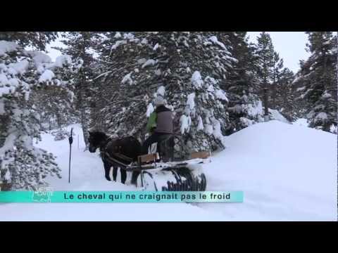 Chevaux de Mérens