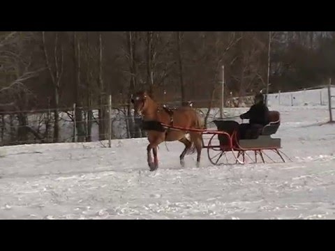 Emjy et Stella en sleigh