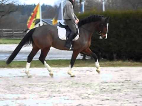 Cheval de 4 ans débourré et valorisé par mes soins