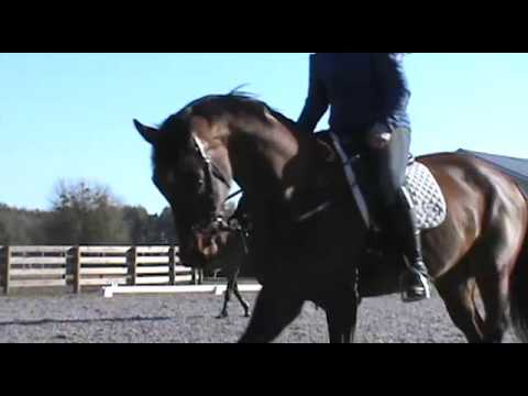 Ellie & Dudley pratiquent leurs talents en dressage! 28 février 2016
