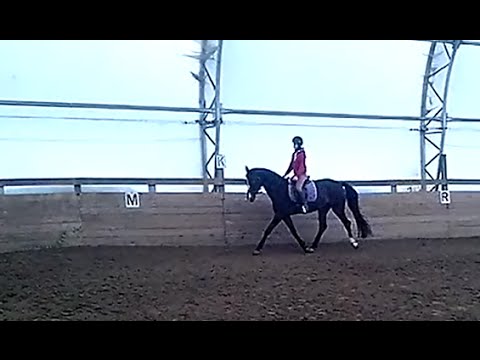 Début de l'entraînement à la selle avec ma pouliche Abby qui aura bientôt 4 ans :)