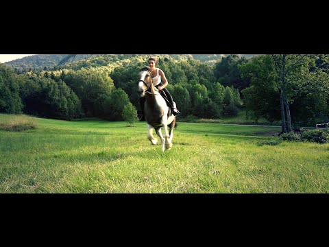 Amazing galloping horse
