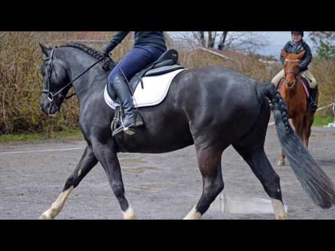 1e Compétition École Dressage Initiation