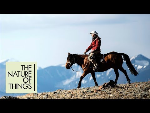 Nous avons construit notre monde grâce au pouvoir des chevaux. Mais qu'est-ce qui rend les humains et les chevaux si...