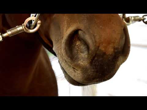 montage de Junior étalon Qh