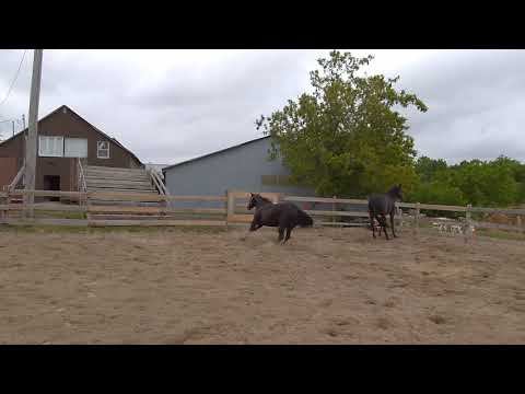 Shadow et Emjy qui s`amusent