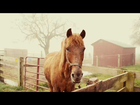 Horse waiting for you