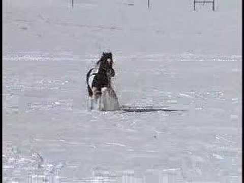 Le ski-joering, sa a l'air amusant !