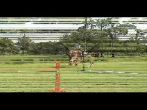 cheval belge en obstacle.. spécial!