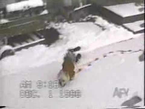 Video drole animaux