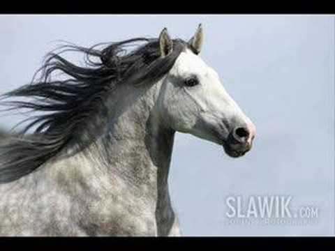 les chevaux nous napartienne pas nous ne font que lemprunter mais lorsque nous fesont confiance a un cheval nous...