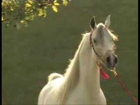 Arabian ,,, blanc