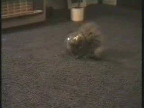 vous y croyez vous un chat dans le bocal?