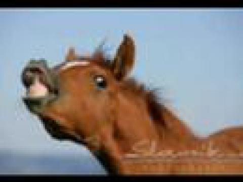 les chevaux