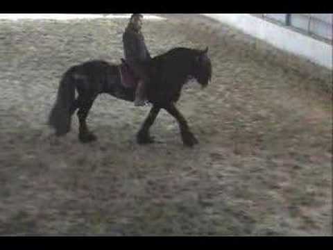 le futur papa (frison) de mon poulain