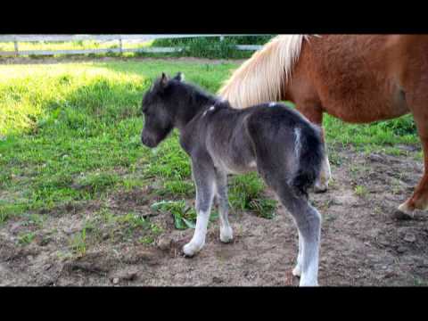 sa ses le plus migon des poney que jai jamais vue pis s'est sure men achete un lOl