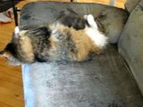 Dancing Mistouk !!!  Le mélange de la musique des années 80 et ma petite chatte de maison Mistouk.. Je ne suis pas...