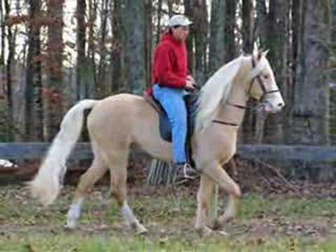 tenesse walking horse quand pensez-vous?
