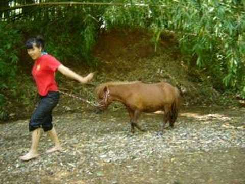 un ptit cheval le nom fripon toute cute trouver sur youtube