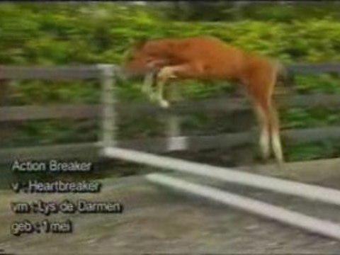 presque tout les chevaux font de l'over jump !! et n'est ce pas dangereux pour le poulain ?