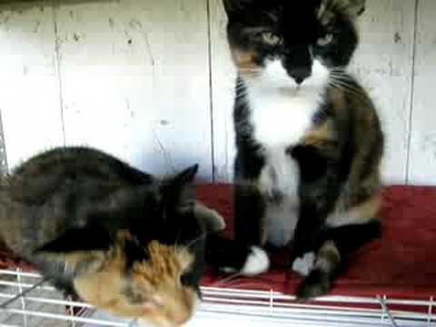 Sont trop cute...les petites minoune mon associer au cane a chat lol donc quand il me voit il miaule hihi