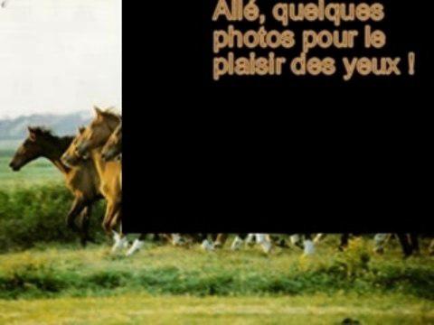 Les chevaux sont tros beaux!!
