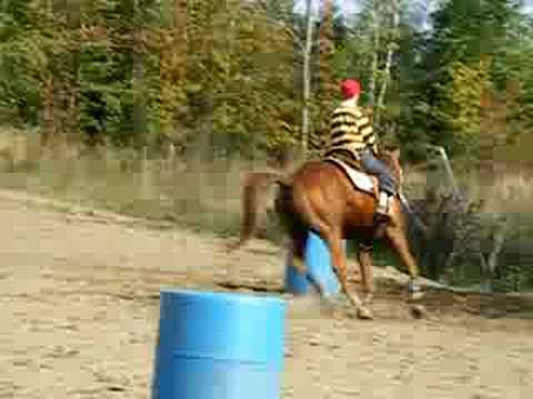 Mon cheval Nova et un enfant de 13 ANS qui l'a essayé aujourd'hui, il a oublié de virer son 3 hihi mais ca l'a quand...